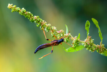 Unusual beetle necydalis major collects nectar on flowers of grass
