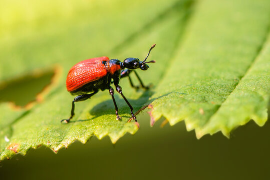 Red beetle apoderus coryli crawls along the edge of a leaf