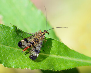 Female scorpion fly with motley wings sits on a green leaf