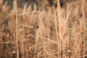 Abstract natural background of soft plants of Cortaderia selloana or pampas grass.