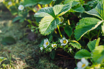 Strawberry white bloom blossoms flowers in morning dew. Strawberry growth bed with grass mulch. Ecological home gardening, healthy lifestyle.
