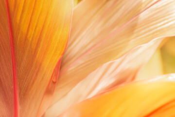 Abstract nature background. Close Up nature of  leaves.