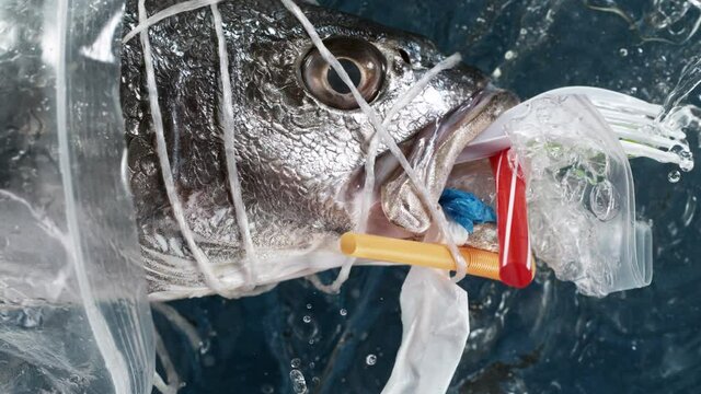 Super slow motion. Falling sea fish filled its mouth with plastic garbage. Plastic waste environmental pollution problem.