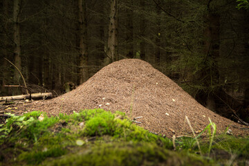 Big anthill in the forest, Anthill in conifer tree forest with green moss covering the forest floor