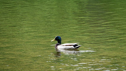 kolorowa kaczka pływa po zielonej wodzie w stawie