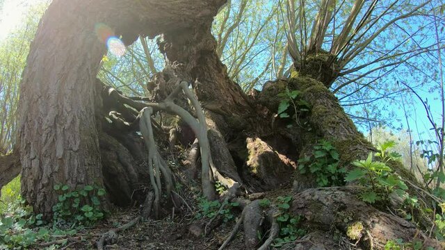 Alte Kopfweide, Salix