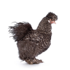 Fluffy cuckoo Silkie chicken, standing  side ways, looking straight ahead. Isolated on a white background. Trimmed feathers.
