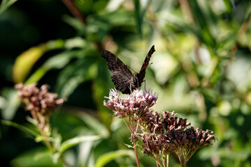 brązowo czarny motyl przysiadł na kolorowum kwiatku
