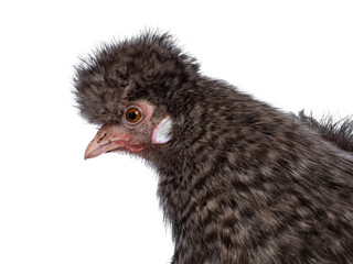 Fototapeta premium Head shot of fluffy cuckoo Silkie chicken, standing side ways, looking straight ahead. Isolated on a white background. Trimmed feathers.
