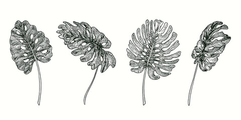 Split philodendron palm leaves collection. Ink black and white doodle drawing in woodcut style. © Artinblackink