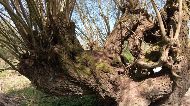Alte Kopfweide im Naturschutzgebiet K&uuml;hkopf-Knoblauchsaue, Schwenk
