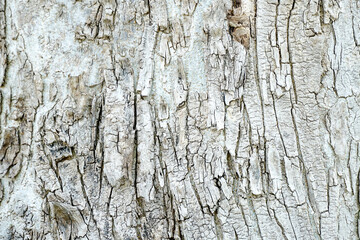 Old wood cracked texture, Seamless tree bark texture, Endless wooden background for web page fill...