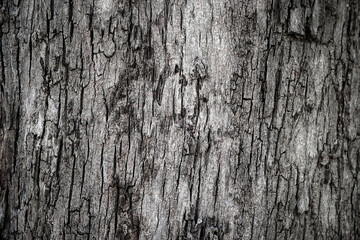 Old wood cracked texture, Seamless tree bark texture, Endless wooden background for web page fill or graphic design.	