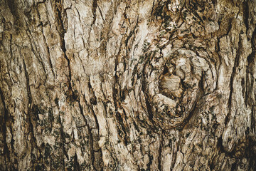 Old wood cracked texture, Seamless tree bark texture, Endless wooden background for web page fill or graphic design. Selective focus.	