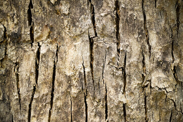 Old wood cracked texture, Seamless tree bark texture, Endless wooden background for web page fill or graphic design.	