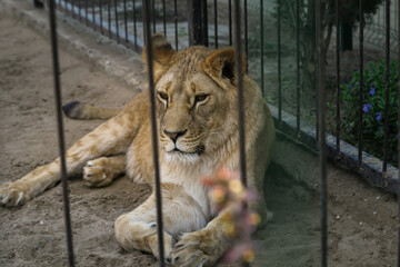 Naklejka premium A large lioness lies in the sand behind the bars of a large aviary.