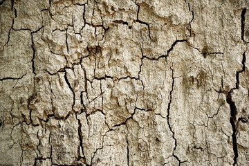 Old wood cracked texture, Seamless tree bark texture, Endless wooden background for web page fill or graphic design.	
