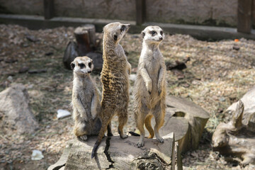Fototapeta premium A family of meerkats sits on the stones. 
