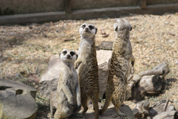 A family of meerkats sits on the stones.
