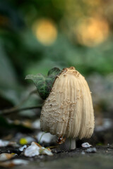 close up of mushrooms