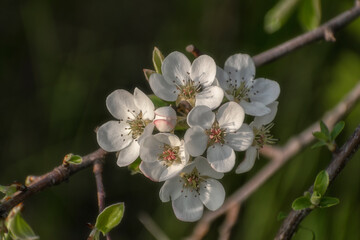 Pear tree blossom