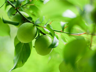 新緑と梅の実