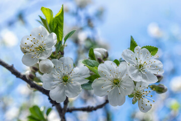 Obraz premium Cherry tree blossom