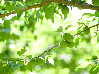 新緑と梅の実