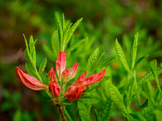 レンゲツツジの蕾　新緑