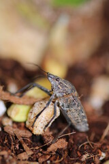 Halyomorpha Halys insect macro photo