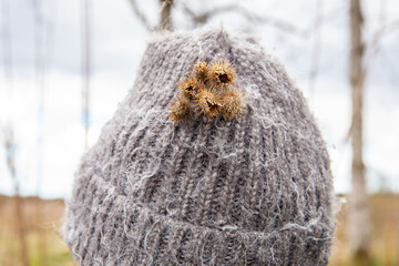 Close up view of dried Arctium lappa burdock burrs stuck on person wool hat in spring outdoors. 