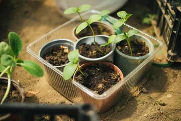 Seedlings of cucumbers in pots. Gardening and gardening in the spring season.