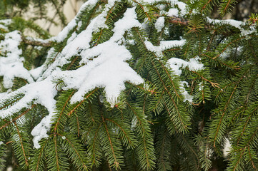 Spruce branches with white snow.