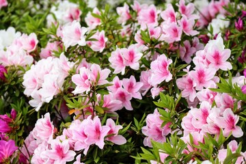 日本の植物園の美しいアザレアの花