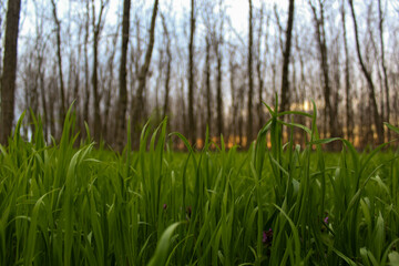 grass in the wind