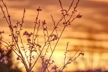 Fototapeta na wymiar orange sunset with peach blossoms and branches in the foreground