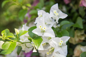 Lesser Bougainvillea flower in the park