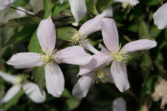 Climatis