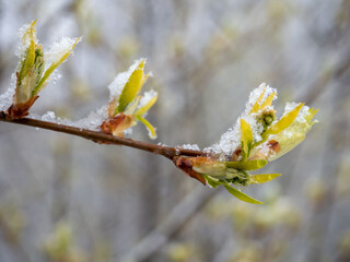 Young green leaves on a tree covered with snow during a snowfall in spring