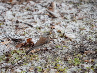 Young thrush on snow-covered ground during snowfall in spring