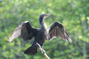 Tölpel mit gespreizten Flügeln 