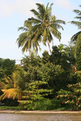 Palmen am Flussufer