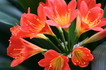 Komposition Rot und Gelb - Orchidee