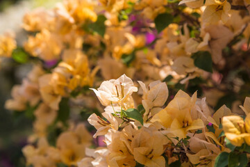 Lesser Bougainvillea flower in the park