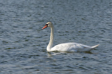 A Mute Swan (Cygnus olor) head swimming in a lake.