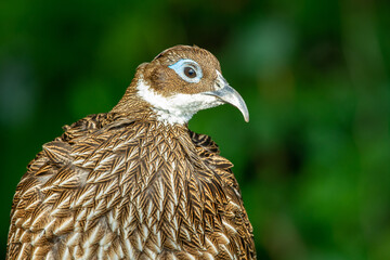 A female Himalayan monal (Lophophorus impejanus), very close up with green background.
