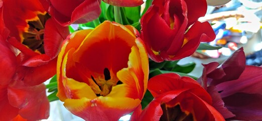 red and yellow tulips