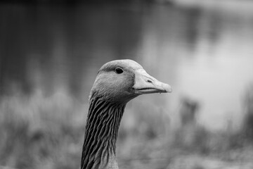 Oie de profil © GaboFlo