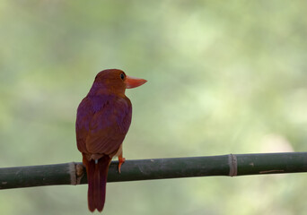 Red kingfisher on branch green backgrounders