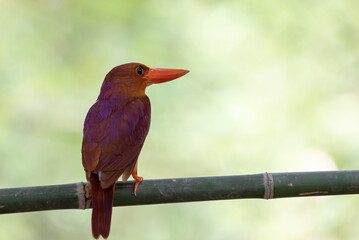 Red kingfisher on branch green backgrounders